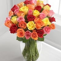 4 dozen Multi Color Roses