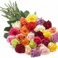 36 Multicolored Roses