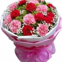 19 Pink Red Carnation