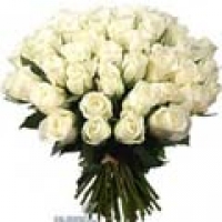 3 dozen white roses