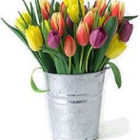 tulip for mom