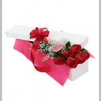 Holland roses in box